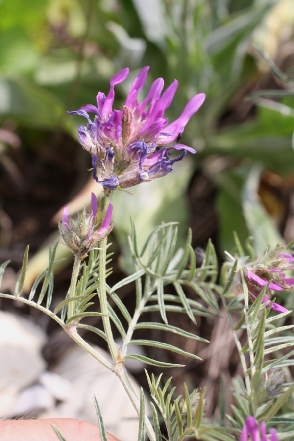 Image of Astragalus circassicus specimen.