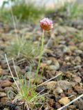 Armeria scabra