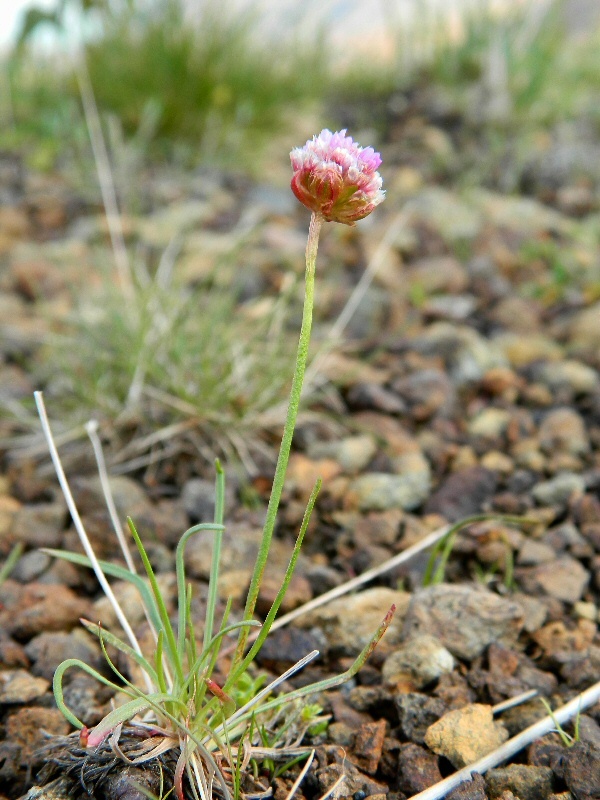 Изображение особи Armeria scabra.