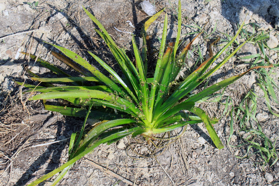 Image of Stratiotes aloides specimen.