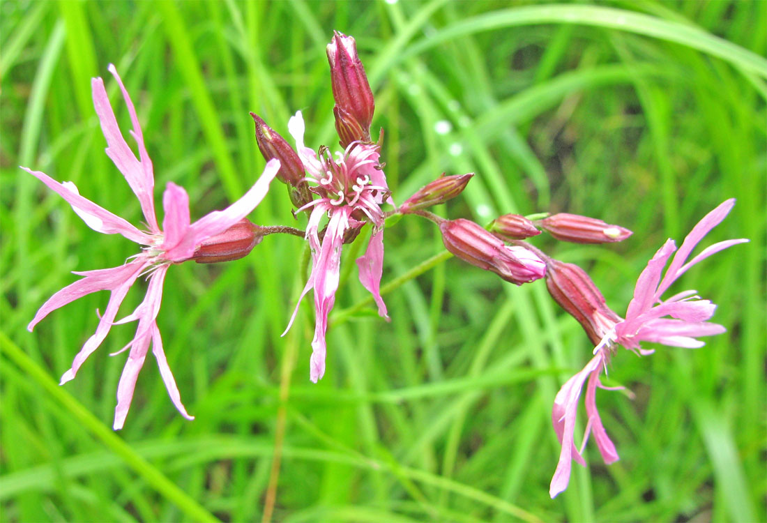 Изображение особи Coccyganthe flos-cuculi.