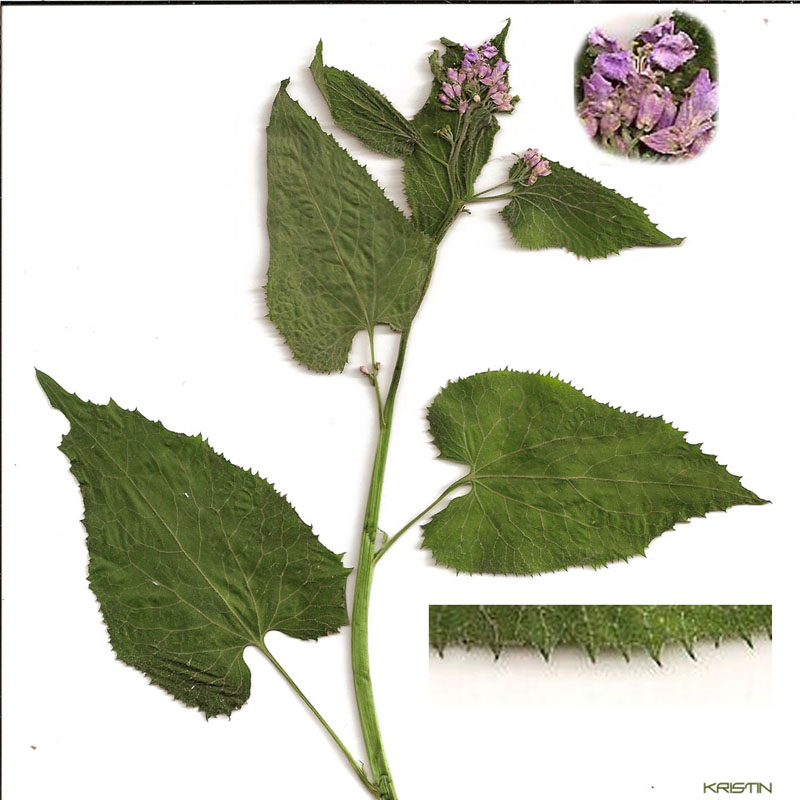 Изображение особи Lunaria rediviva.