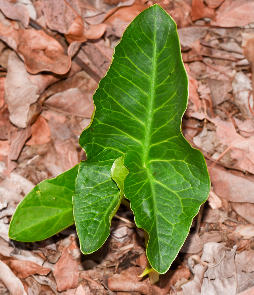 Изображение особи Arisarum vulgare.