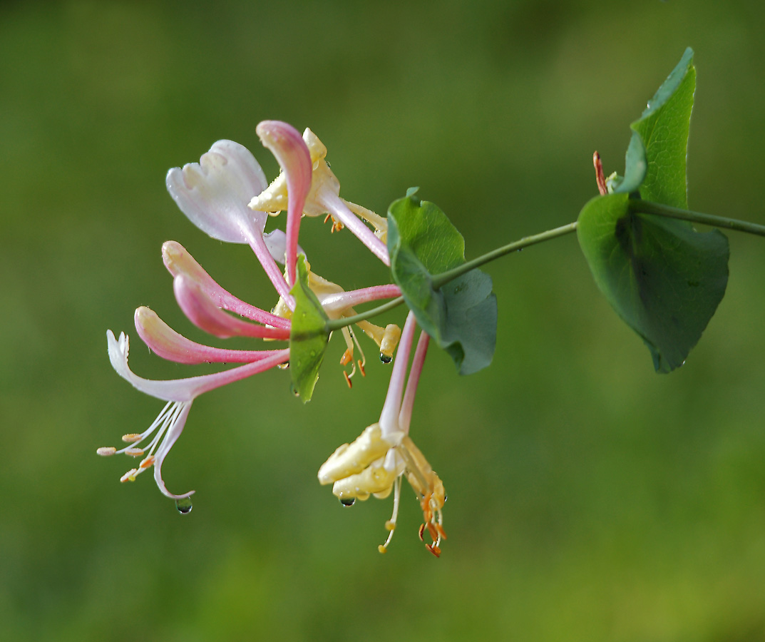 Image of Lonicera caprifolium specimen.