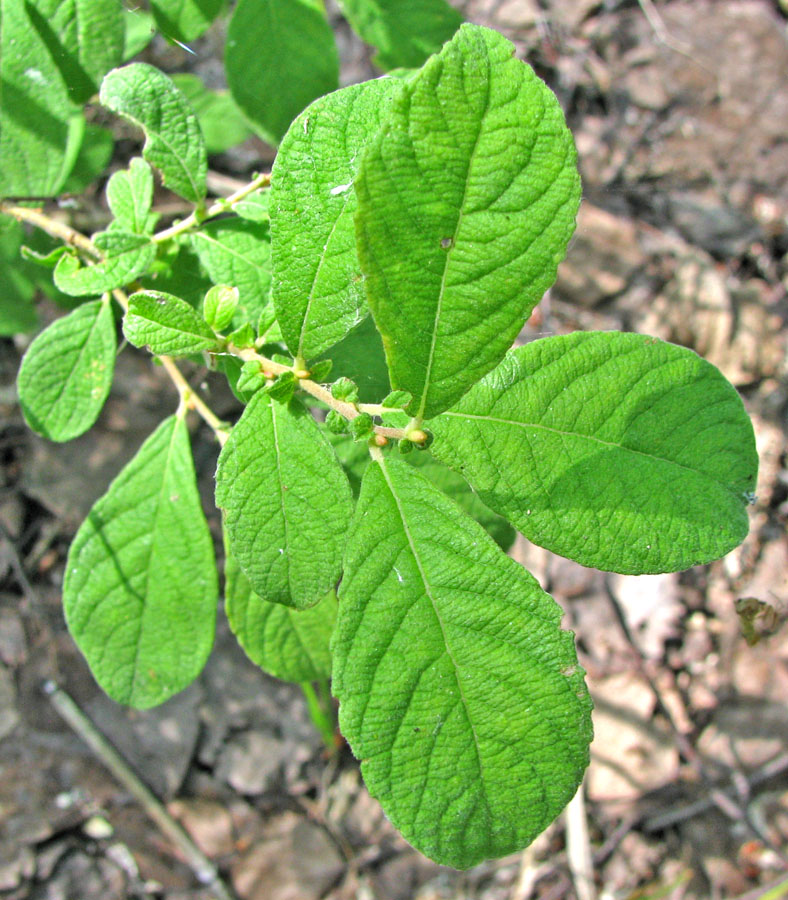 Изображение особи Salix aurita.