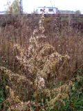 Artemisia sieversiana