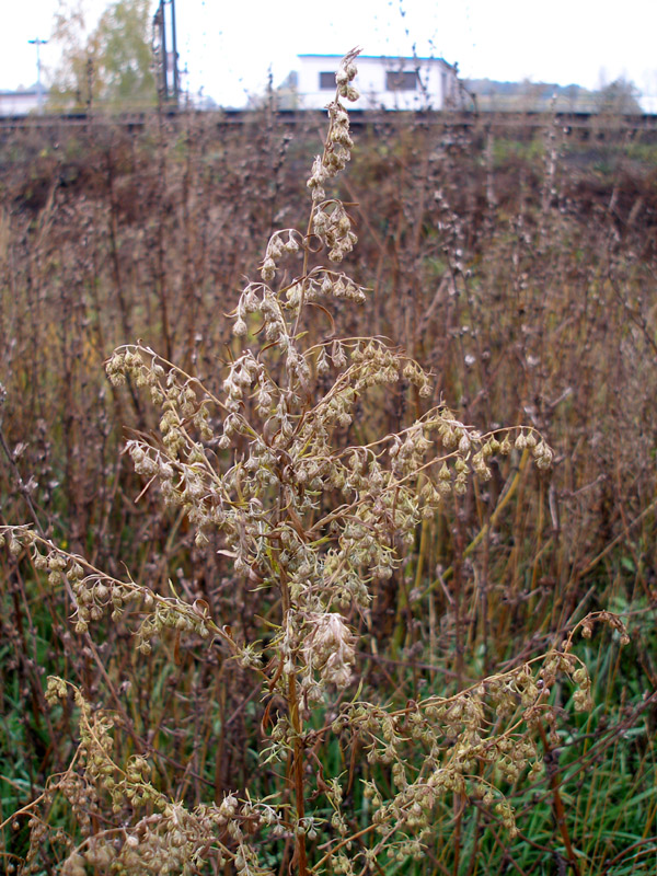 Image of Artemisia sieversiana specimen.