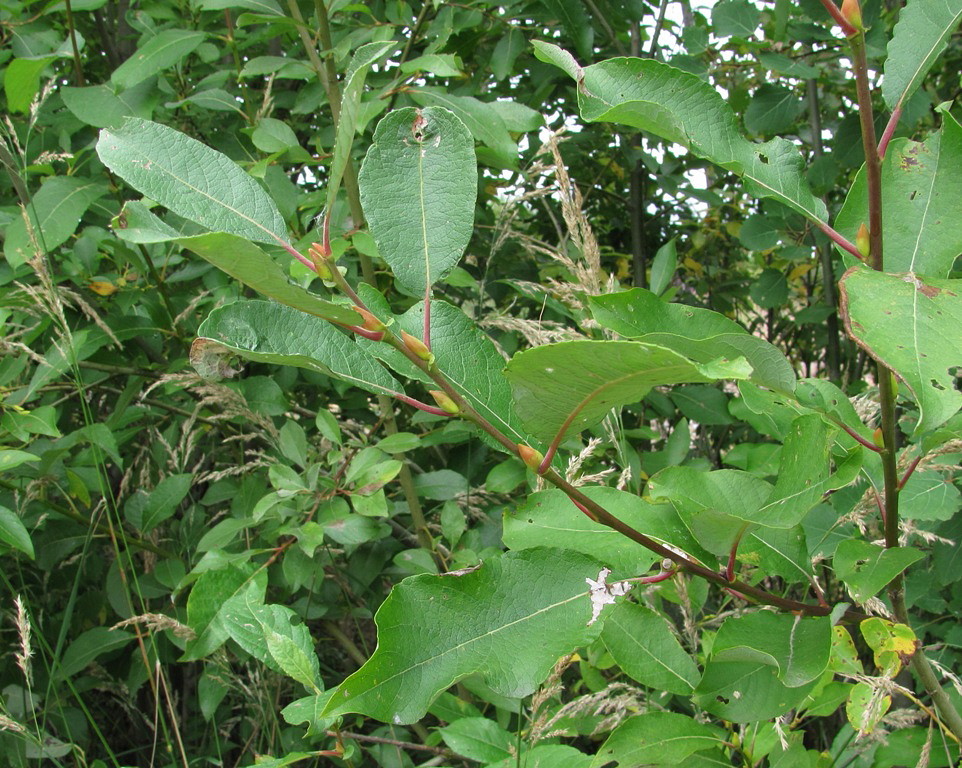 Image of Salix caprea specimen.