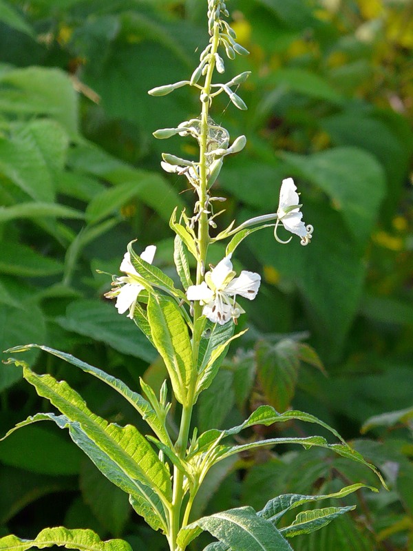 Image of Chamaenerion angustifolium specimen.