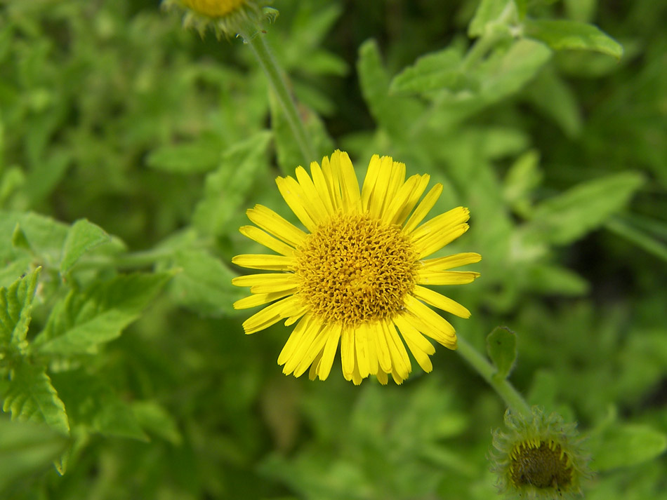 Image of Pulicaria dysenterica specimen.
