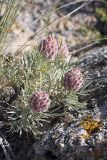 Astragalus inaequalifolius