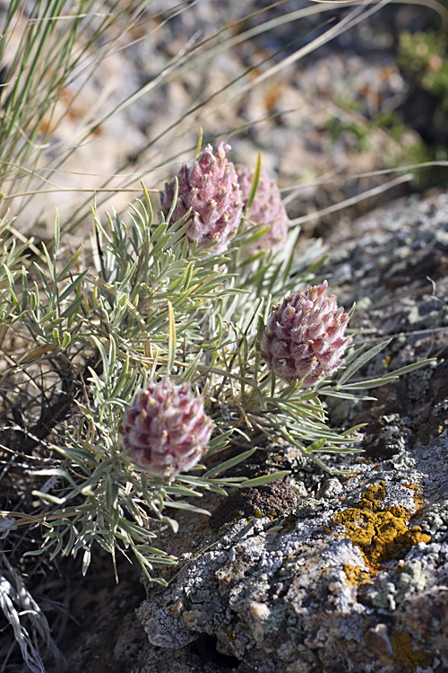 Image of Astragalus inaequalifolius specimen.