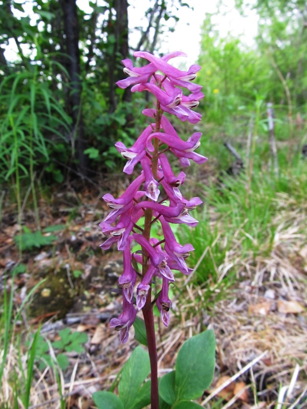 Image of Corydalis paeoniifolia specimen.