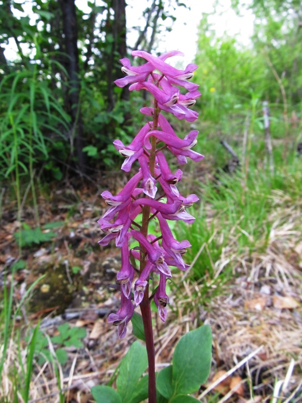 Изображение особи Corydalis paeoniifolia.