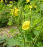 Chelidonium majus