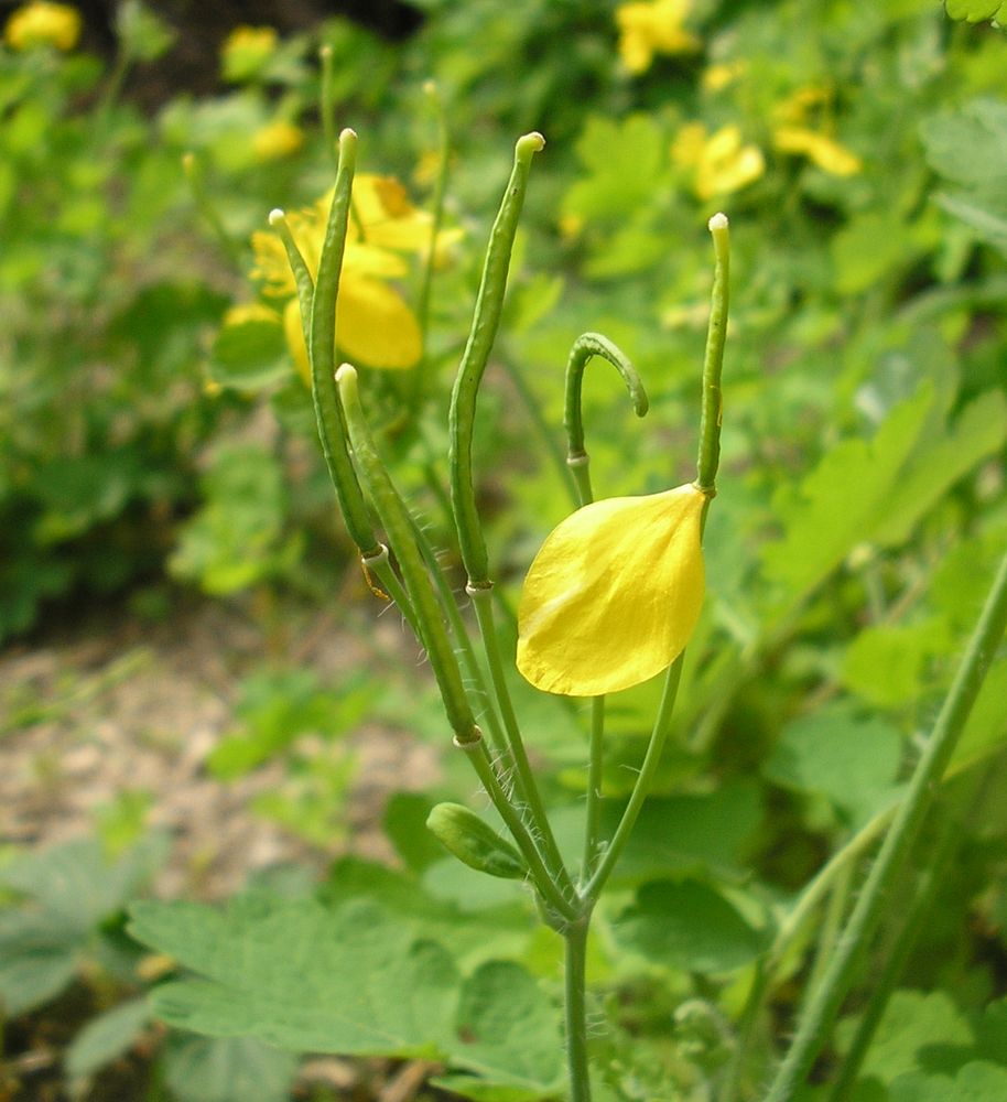 Image of Chelidonium majus specimen.