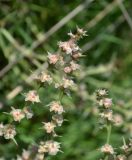 Salsola tragus