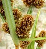 Cyperus glomeratus. Центральная часть общего соцветия. Ростов-на-Дону, песчаный берег р. Дон. 01.09.2011.