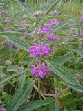 Phlomis regelii