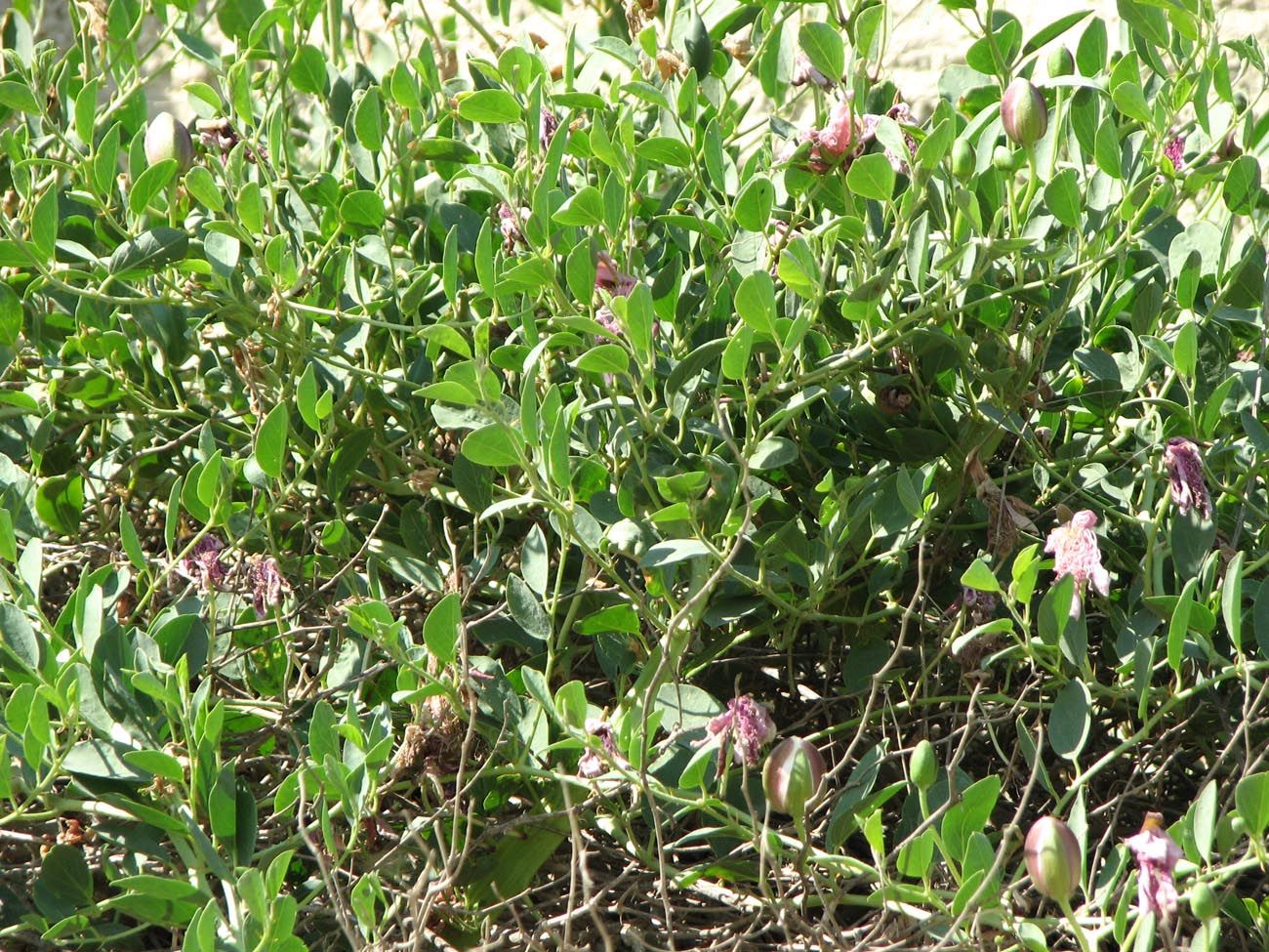 Image of Capparis herbacea specimen.