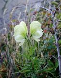 Aconitum anthoroideum