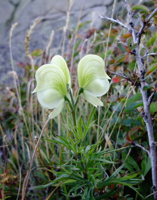 Изображение особи Aconitum anthoroideum.