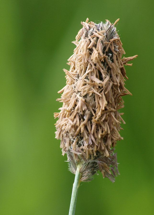 Изображение особи Alopecurus arundinaceus.