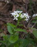 Arabis nordmanniana