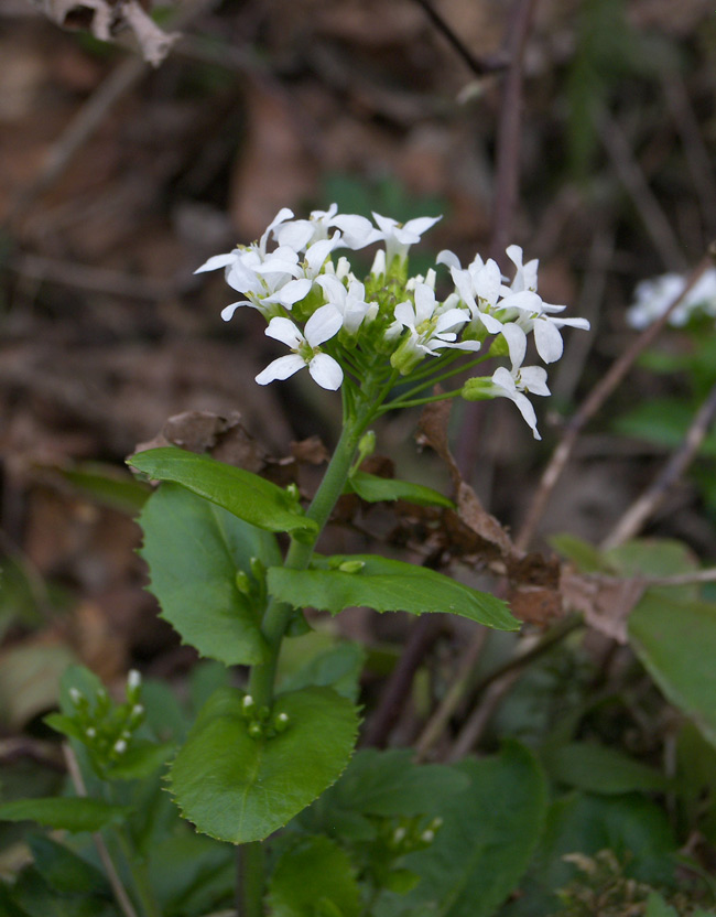 Изображение особи Arabis nordmanniana.