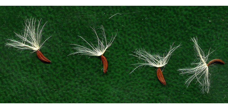 Image of Picris hieracioides specimen.