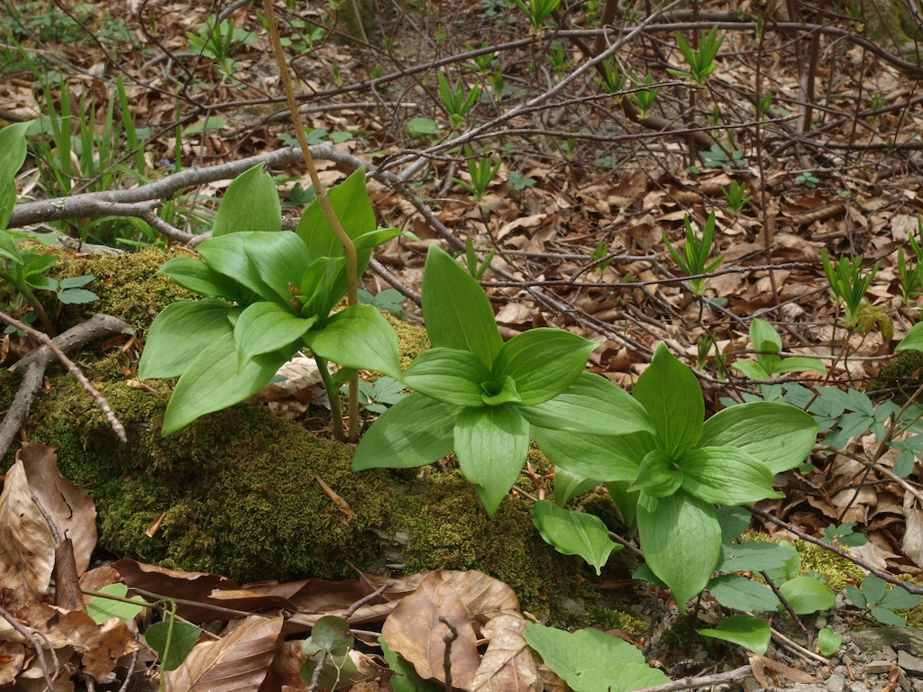 Image of Lilium caucasicum specimen.