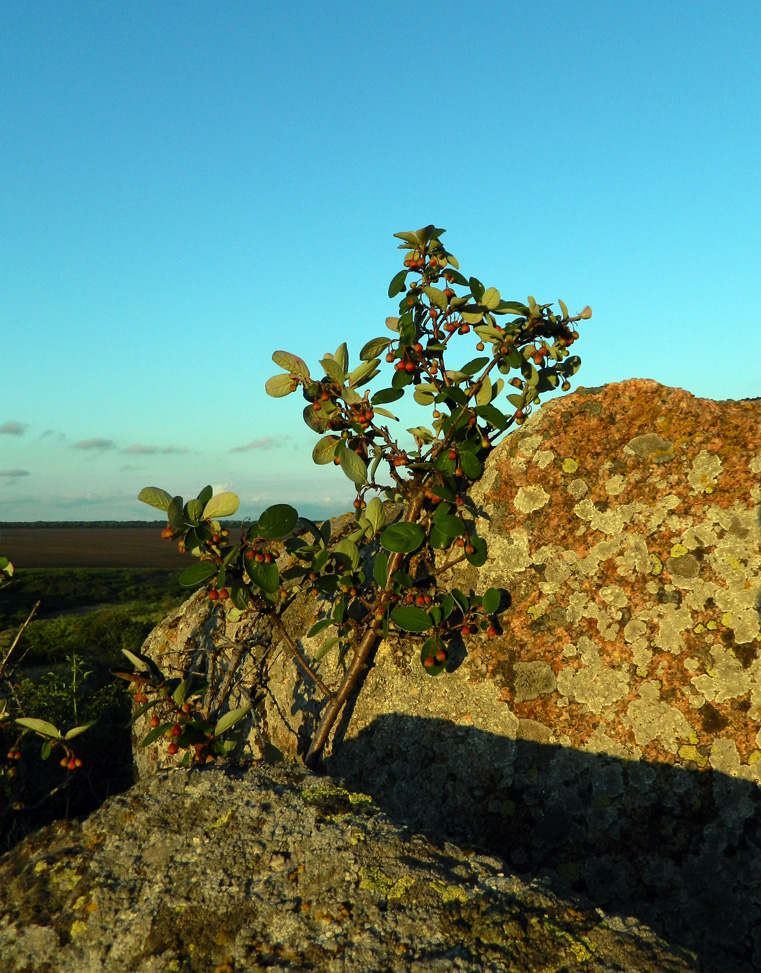 Image of Cotoneaster melanocarpus specimen.