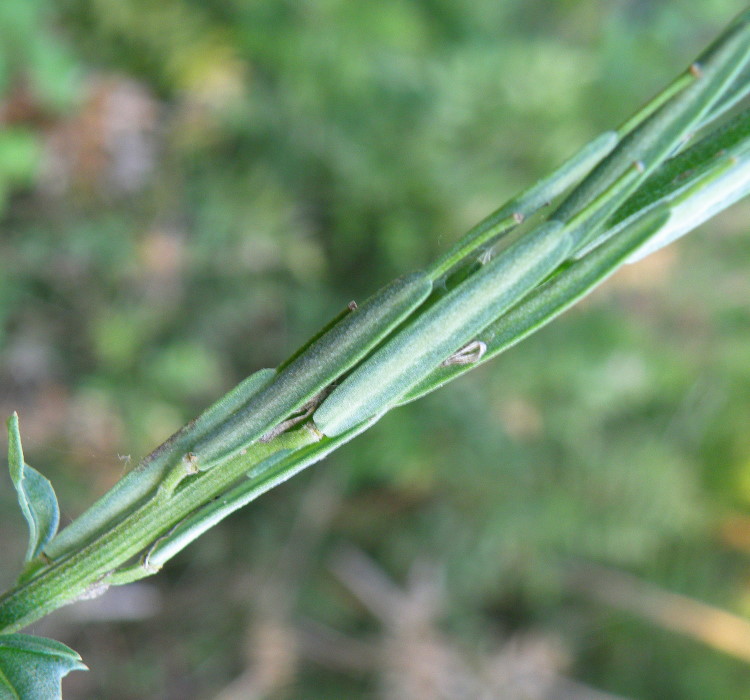 Image of Erysimum cuspidatum specimen.