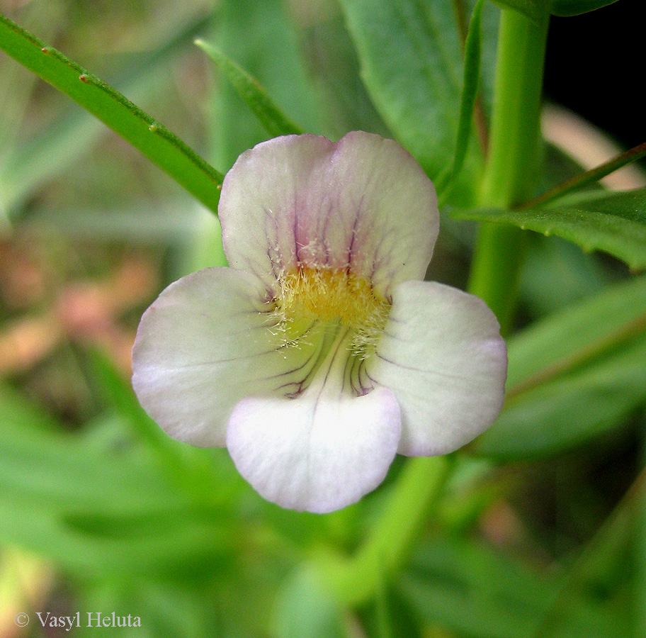 Изображение особи Gratiola officinalis.