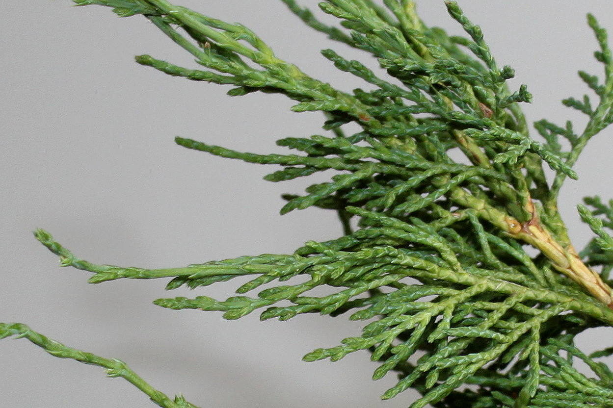 Изображение особи Juniperus &times; pfitzeriana.