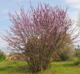 Cercis siliquastrum