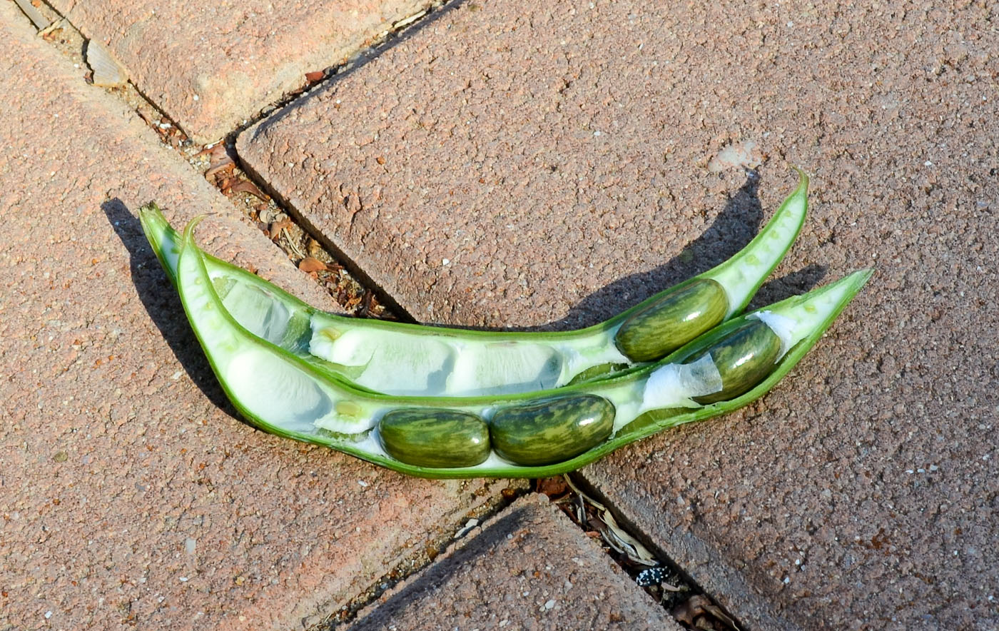 Изображение особи Erythrina crista-galli.