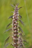 Image of taxon representative. Author is Марина Скотникова