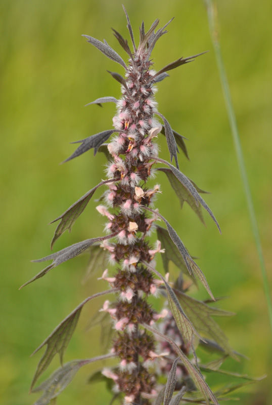 Image of Leonurus quinquelobatus specimen.