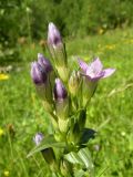 Gentianella lingulata