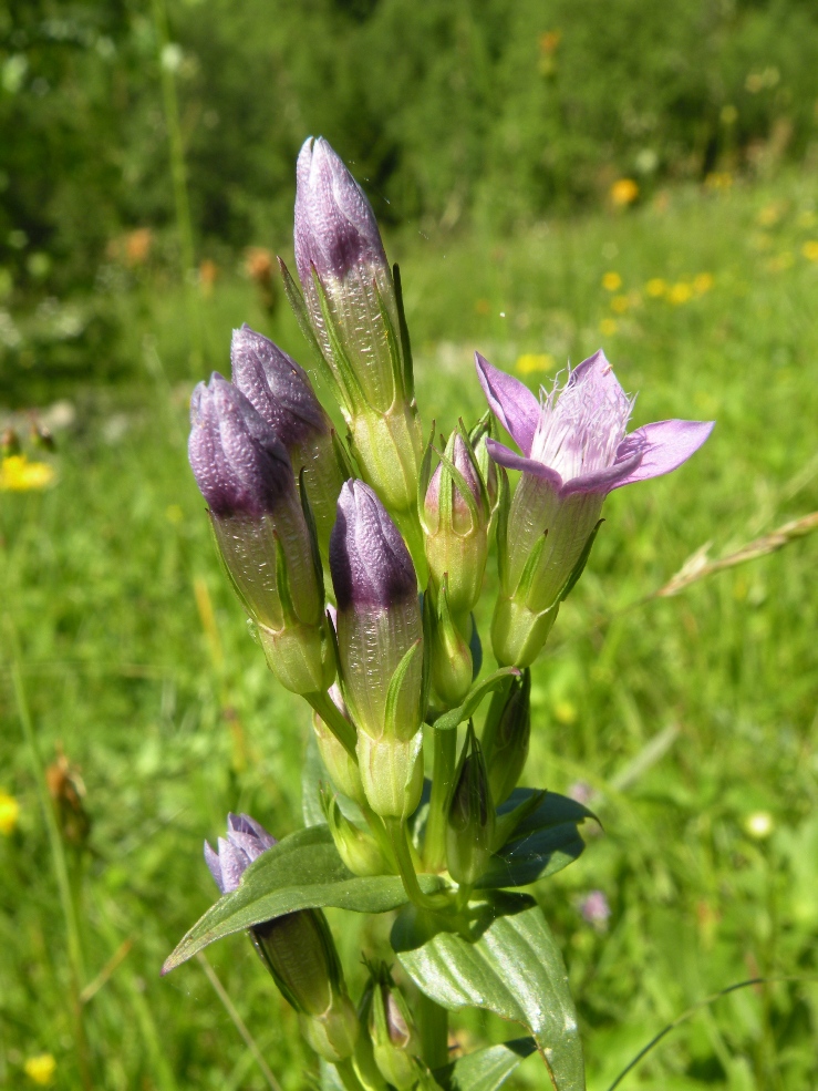 Image of Gentianella lingulata specimen.