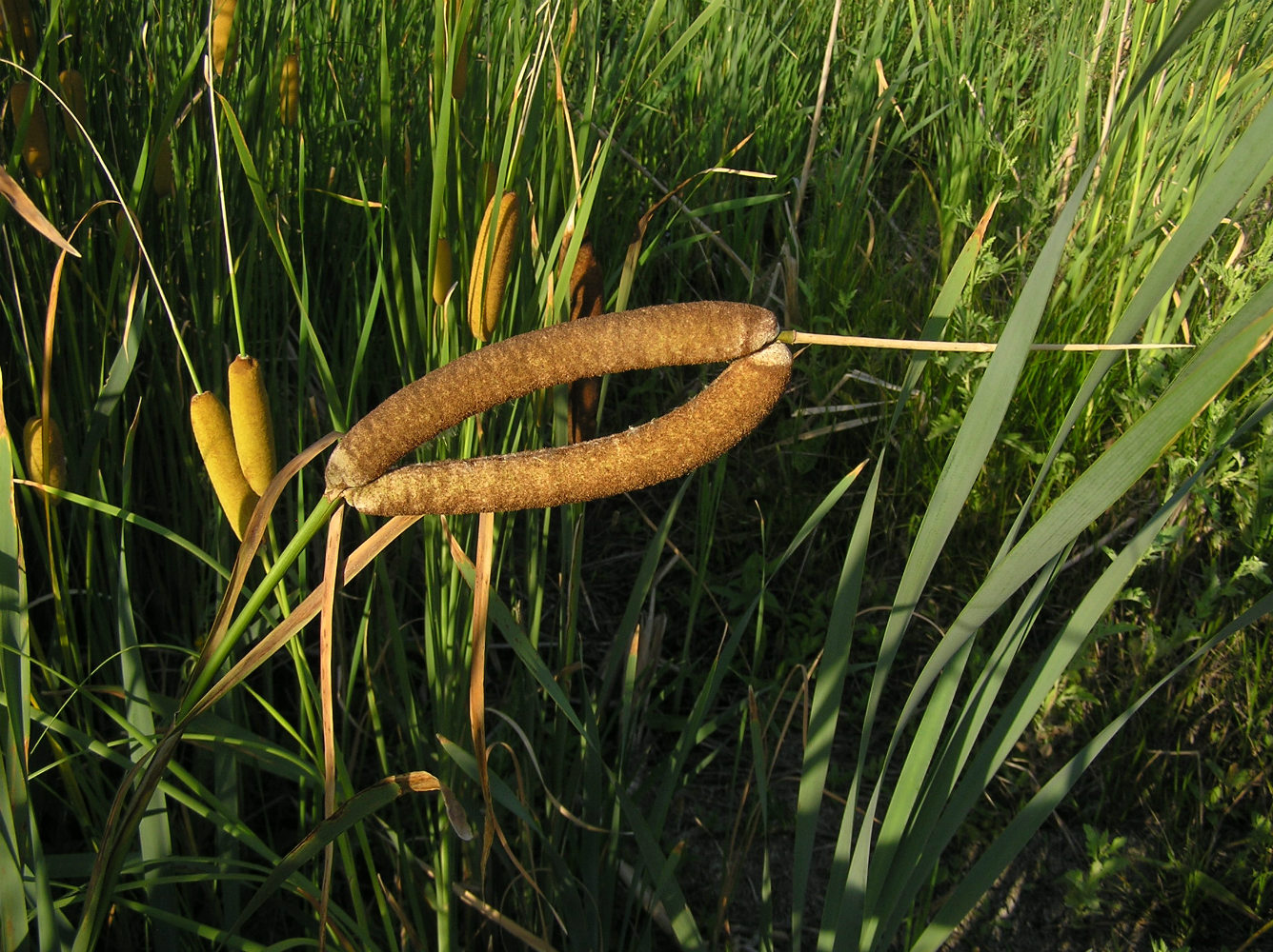 Изображение особи Typha latifolia.