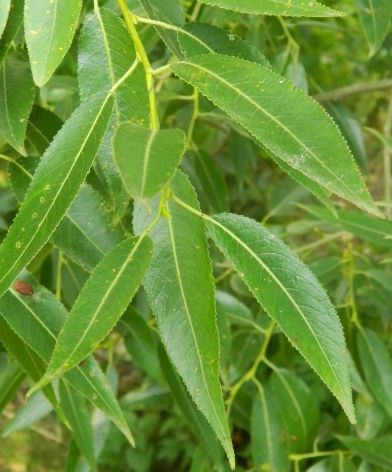 Ива опадают листья. Salix euxina. Ива Salix euxina. Ива ломкая листья. Ива ломкая ветка.