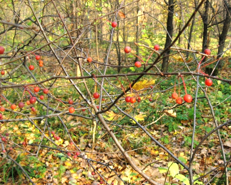 Image of Malus sargentii specimen.