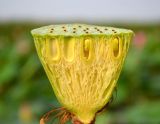 Nelumbo caspica