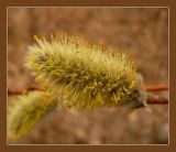 Salix acutifolia. Мужское соцветие. Чувашия, окрестности г. Шумерля, пойма Красной речки. 16 апреля 2009 г.