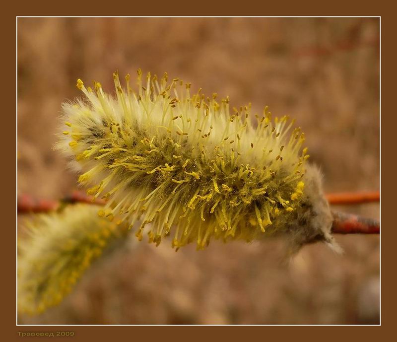 Image of Salix acutifolia specimen.