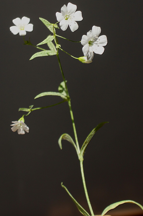 Изображение особи Gypsophila elegans.