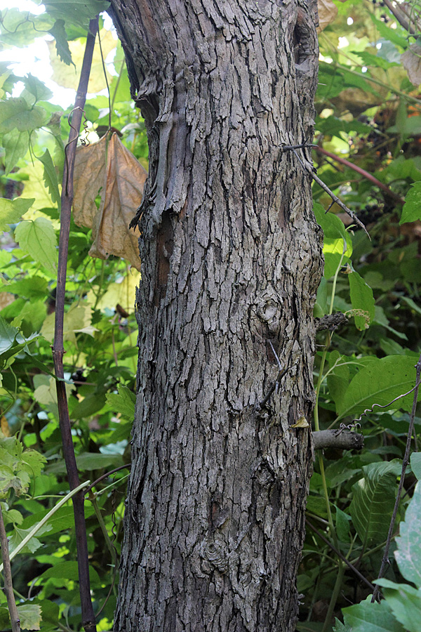 Изображение особи Crataegus engelmannii.