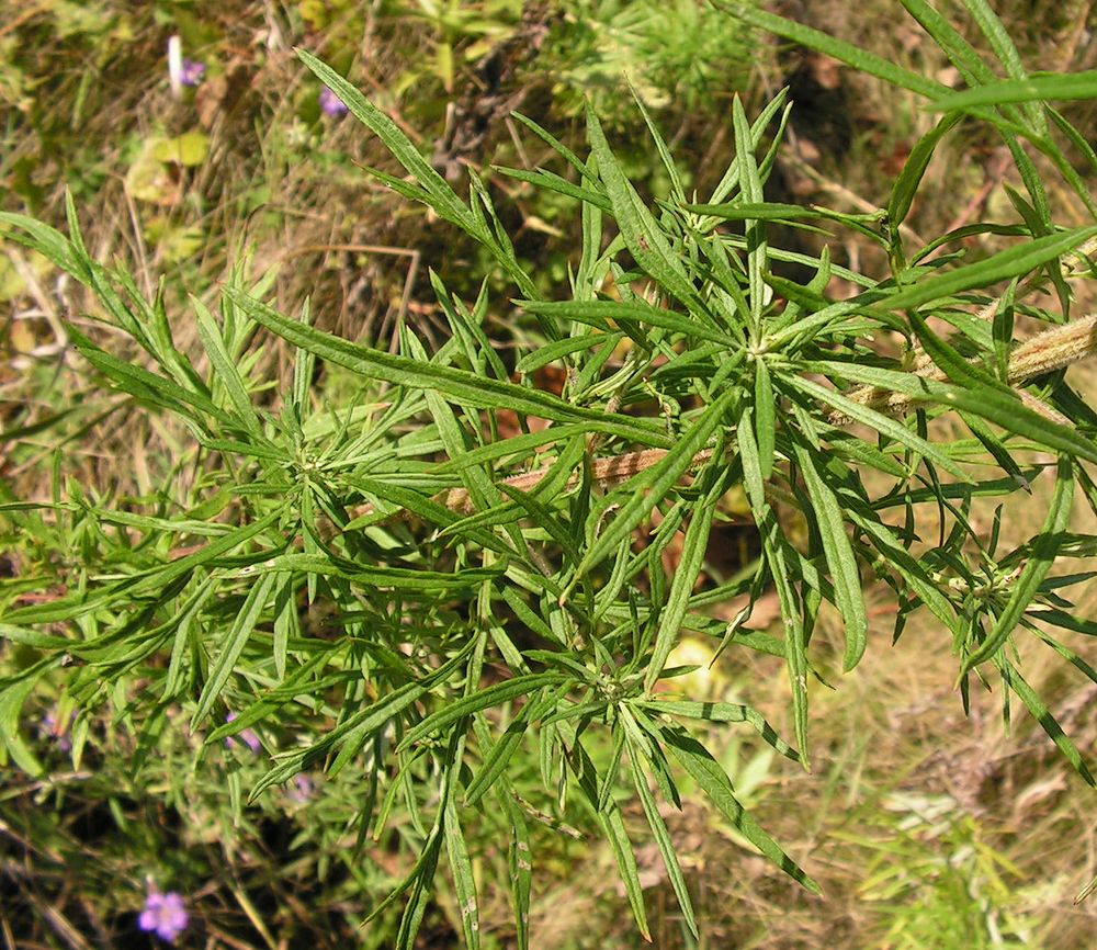 Изображение особи Artemisia opulenta.